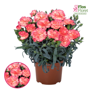 R81. Hibrīdā neļķe - Summerline Menorca Sunset