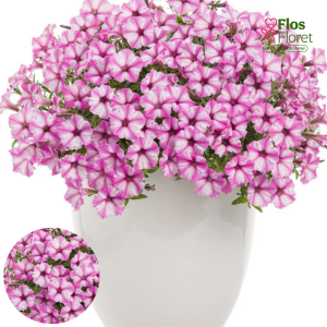 B65. Petūnija - Mini Vista Pink Star