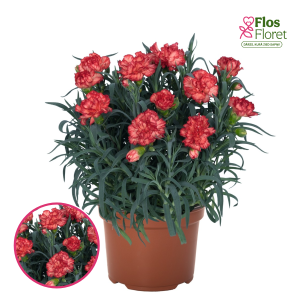 R82. Hibrīdā neļķe - Summerline Oriental Marcel Orange