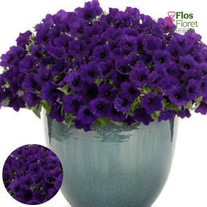 B66. Petūnija - Mini Vista Violet