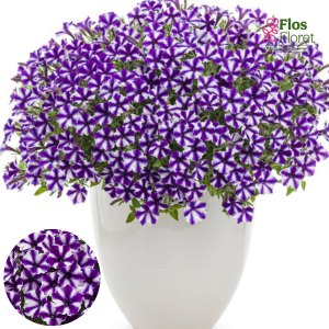 B67. Petūnija - Mini Vista Violet Star