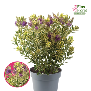 R87. Hēbe - Variegata