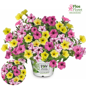 B72. Petūnija - TrioMio Mini Vista Majesty