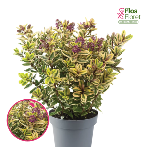 R89. Hēbe - Tricolour