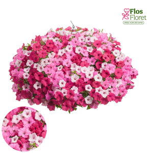 B73. Petūnija - Petūnija Trio Mio Vista BellaVista