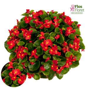 B77. Leduspuķe/Begonija - Ambassador Scarlet