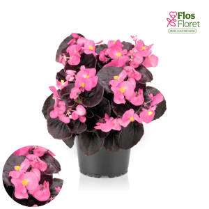 B79. Leduspuķe/Begonija - Senator Iq Rose