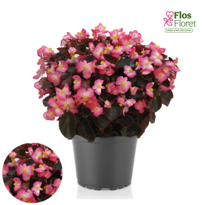 B80. Leduspuķe/Begonija - Senator Iq Rose Bicolor