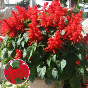 R97. Hibrīdā salvija - Go-Go Scarlet