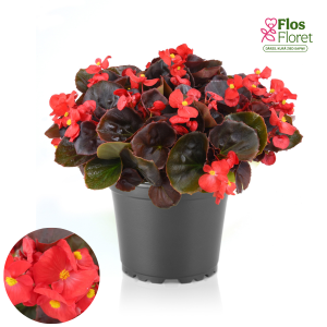 B81. Leduspuķe/Begonija - Senator Iq Scarlet