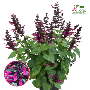 R98. Hibrīdā salvija - Rockin Fuchsia