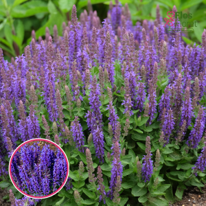 R99. Birztalas salvija - Blue Bouquetta