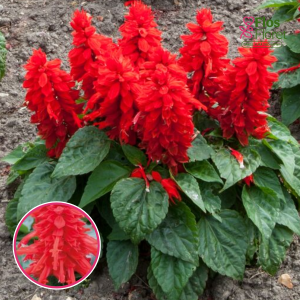 R100. Spilgtā salvija - Unica Red