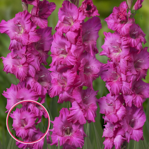 S2. Gladiolas - Astarte