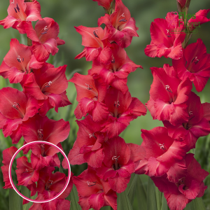 S5. Gladiolas - Berlioz