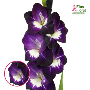 S6. Gladiolas - Black Sabbath