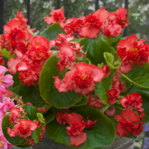 B90. Leduspuķe/Begonija - Florenzo Red