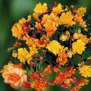 B92. Begonija - Illumination F1 Apricot Shades