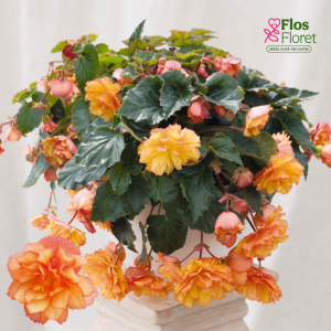 B93. Begonija - Illumination F1 Golden Picotee