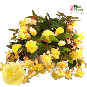 B94. Begonija - Illumination F1 Lemon