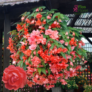 B95. Begonija - Illumination F1 Light Pink