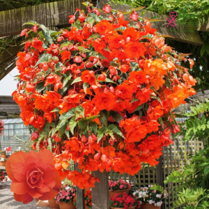 B96. Begonija - Illumination F1 Orange