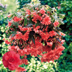 B97. Begonija - Illumination F1 Rose