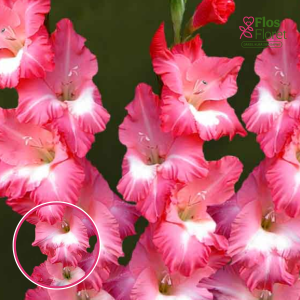 S15. Gladiolas - Big Business