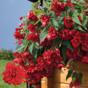B98. Begonija - Illumination F1 Scarlet
