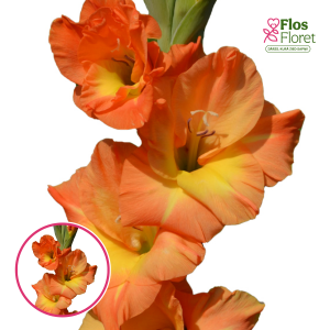 S26. Gladiolas - Flevo Solar