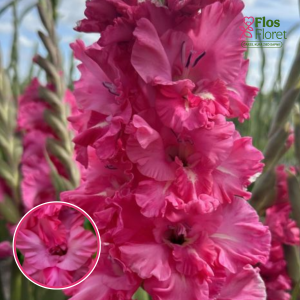 S29. Gladiolas - Kingston Ruffle