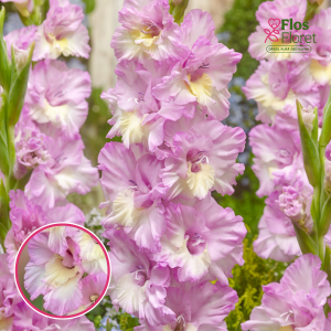 S31. Gladiolas - Magenta Princess