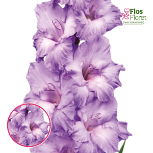 S33. Gladiolas - Milka
