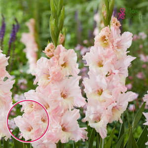S36. Gladiolas - Pink Lightning