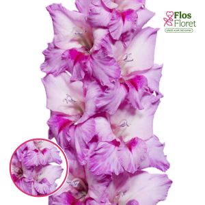 S41. Gladiolas - Xperience