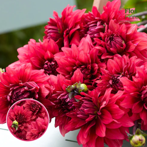 S44. Dārza dālija - Amarone (gums)