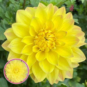 S45. Dārza dālija - American Sun (gums)