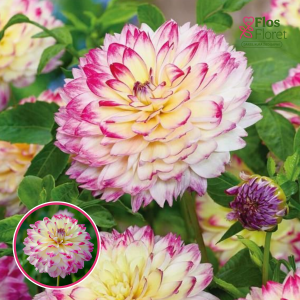 S46. Dārza dālija - Aphrodite (gums)