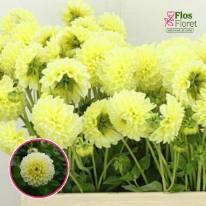 S47. Dārza dālija - Banana Baby (gums)