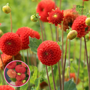 S48. Dārza dālija - Bantling (gums)