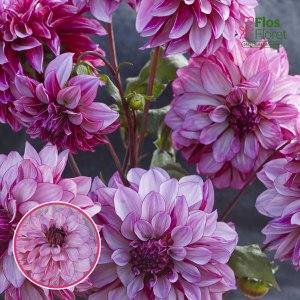 S49. Dārza dālija - Blueberry Classic (gums)