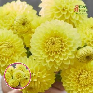 S50. Dārza dālija - Blyton Golden Girl (gums)