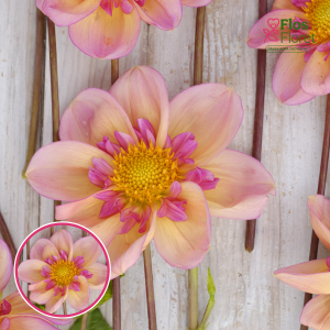 S52. Dārza dālija - Campus (Metier Naturel) (gums)