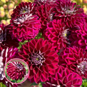 S58. Dārza dālija - Embassy (gums)