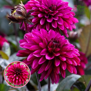 S60. Dārza dālija - Jennifer Mary Ellen (gums)