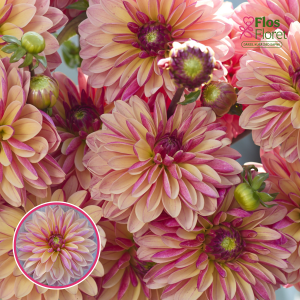 S61. Dārza dālija - Madame Antoinette (gums)