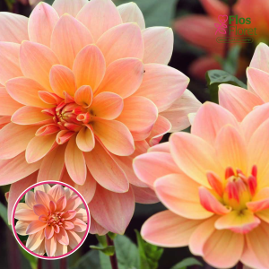 S62. Dārza dālija - Mister Frans (gums)