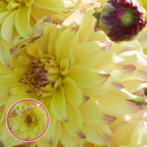 S64. Dārza dālija - Parasol (gums)