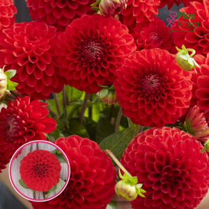 S67. Dārza dālija - Salsa (gums)