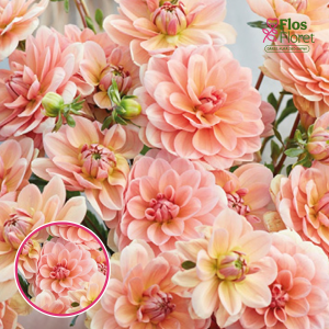 S70. Dārza dālija - Yelno Harmony (gums)